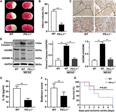 PD-L1 Regulates Platelet Activation and Thrombosis via Caspase-3/GSDME Pathway